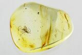 Detailed Fossil Wasp (Ismaridae) In Baltic Amber - Rare! #346575-1
